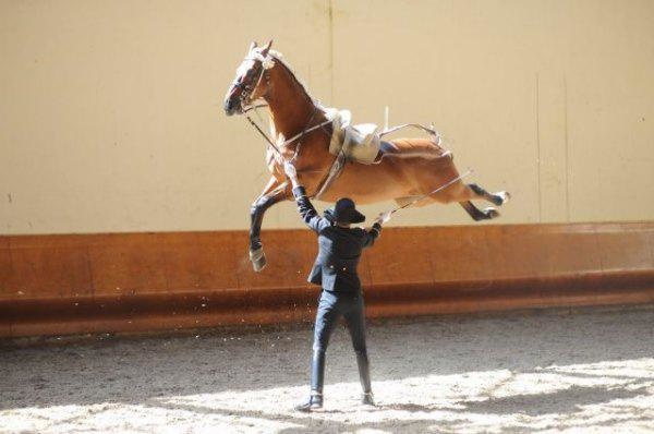This guy performs all over the world with his flying horse. 