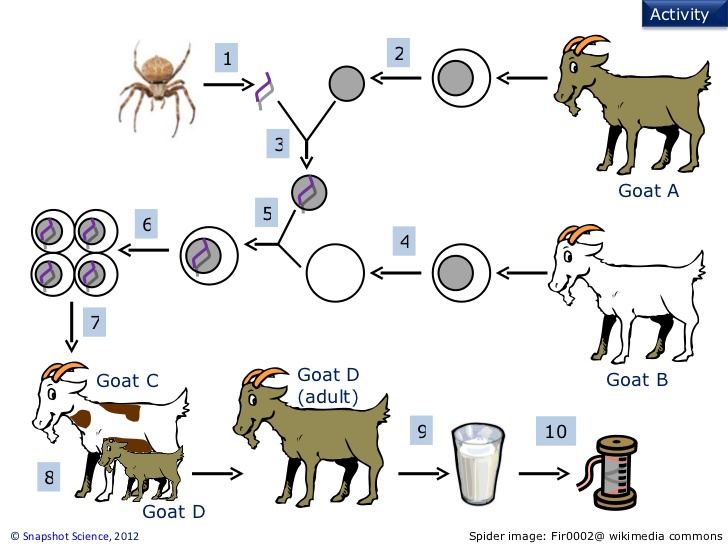 Image result for the goats with spider genes and silk in their milk